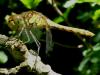Sympetrum striolatum